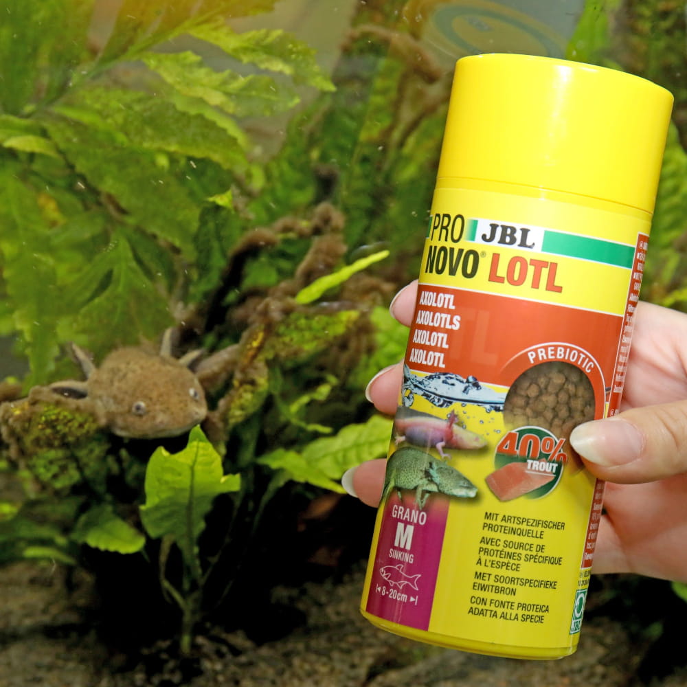 axolotl M 1.jpg